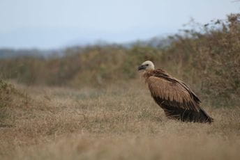 CZIP: Zašto moratorijum na lov?