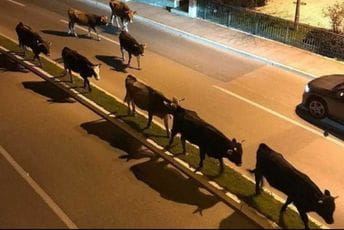 NVO Prijatelji životinja Podgorica: Apel da se stoka skloni sa ulice NVO Prijatelji životinja Podgorica: Apel da se stoka skloni sa ulice