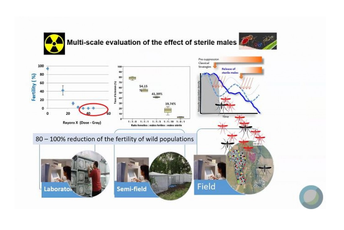 Mediteranu prijete bolesti koje prenose komarci Mediteranu prijete bolesti koje prenose komarci