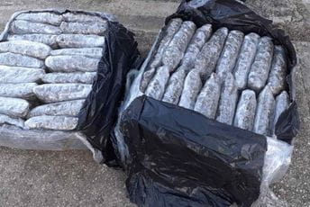 UP: Zaplijenjeno 448 kilograma marihuane UP: Zaplijenjeno 448 kilograma marihuane