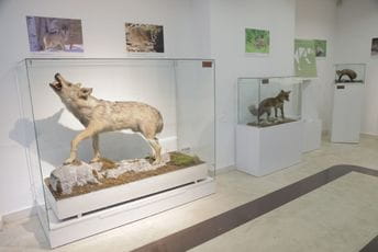 Natalija Čađenović nova direktorica Prirodnjačkog muzeja Crne Gore Natalija Čađenović nova direktorica Prirodnjačkog muzeja Crne Gore