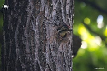 Drvo na dar: Za zeleni kvart! Drvo na dar: Za zeleni kvart!