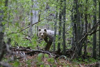 CZIP: Mjesec dana od ubistva mečke, očekujemo potez ministra Stijovića CZIP: Mjesec dana od ubistva mečke, očekujemo potez ministra Stijovića