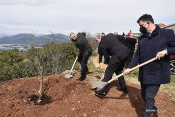 Krivokapić zasadio maslinu u Tivtu u spomen na žrtve koronavirusa