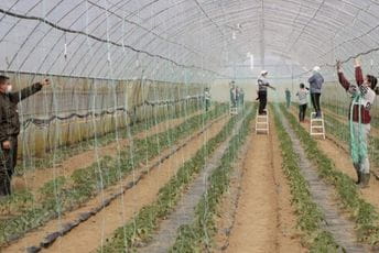 Prijave do 3. maja: Ministarstvo dodjeljuje besplatne plastenike za proizvodnju povrća Prijave do 3. maja: Ministarstvo dodjeljuje besplatne plastenike za proizvodnju povrća