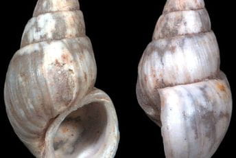 Nova vrsta puža dobila naziv u čast Novaka Đokovića Nova vrsta puža dobila naziv u čast Novaka Đokovića