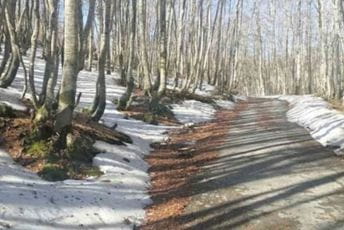 Bolesti i propadanje bukovih sastojina na području NP "Lovćen" Bolesti i propadanje bukovih sastojina na području NP "Lovćen"