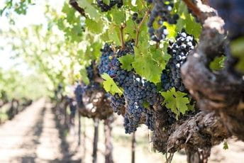 Vinogradar zaradio 76.427 eura Vinogradar zaradio 76.427 eura