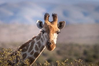 „Tiktoker“ preskočio ogradu i pokušao da jaše žirafu u beogradskom zoo vrtu „Tiktoker“ preskočio ogradu i pokušao da jaše žirafu u beogradskom zoo vrtu