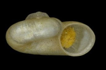 Novi rod vodenih puževa opisan iz Crne Gore dobio naziv po Duklji Novi rod vodenih puževa opisan iz Crne Gore dobio naziv po Duklji