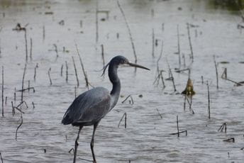 Crna čaplja na Ulcinjskoj solani Crna čaplja na Ulcinjskoj solani