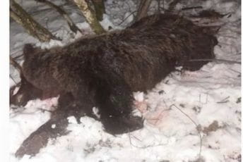 Ubijen još jedan medvjed: Ko će preuzeti odgovornost? Ubijen još jedan medvjed: Ko će preuzeti odgovornost?