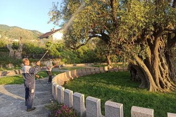 Društvo maslinara Bar: Nastavlja se briga o Staroj maslini Društvo maslinara Bar: Nastavlja se briga o Staroj maslini