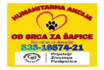 Vlahović: Nismo u mogućnosti da finansiramo hranu i liječenje za veliki broj napuštenih životinja Vlahović: Nismo u mogućnosti da finansiramo hranu i liječenje za veliki broj napuštenih životinja