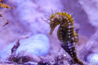 Akvarijum Boka otvorio vrata za posjetioce Kotora Akvarijum Boka otvorio vrata za posjetioce Kotor