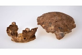 U Izraelu pronađeni ostaci do sada nepoznate vrste U Izraelu pronađeni ostaci do sada nepoznate vrste