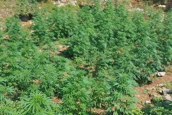Policija u Pljevljima otkrila zasad marihuane
