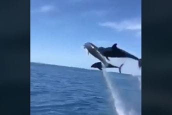 Igra delfina kod Valdanosa: Video koji će vam uljepšati dan! Igra delfina kod Valdanosa: Video koji će vam uljepšati dan!