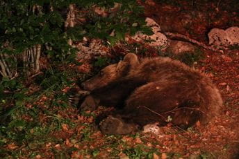 CZIP: Prva dama Durmitora - Goranka CZIP: Prva dama Durmitora - Goranka