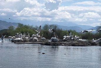 Na Skadarskom jezeru kolonija pelikana uvećana za 150 mladih jedinki Na Skadarskom jezeru kolonija pelikana uvećana za 150 mladih jedinki