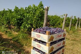 Ubrano oko 13 miliona kilograma grožđa Ubrano oko 13 miliona kilograma grožđa