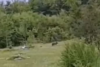 Bjelopoljca napao medvjed dok je brao pečurke Bjelopoljca napao medvjed dok je brao pečurke