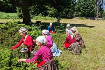 Održana tradiconalna berba borovnice u Plavu Održana tradiconalna berba borovnice u Plavu