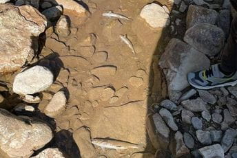 Ekološki incident u Rožajama: Pomor ribe u Ibru Ekološki incident u Rožajama: Pomor ribe u Ibru