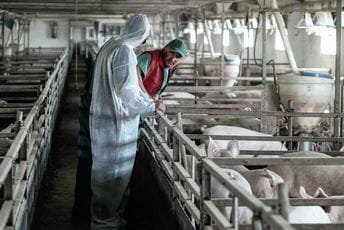 Crna Gora i dalje bez afričke kuge svinja Crna Gora i dalje bez afričke kuge svinja