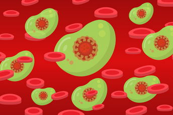 Antitijela se zadržavaju sedam mjeseci nakon infekcije Antitijela se zadržavaju sedam mjeseci nakon infekcije