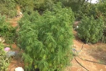 Pretres porodične kuće u Zeti: Pronađena marihuana i tablete, krivična prijava protiv jedne osobe Ilustracija