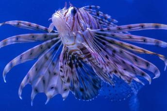 U Jadranu uočena opasna vatrenjača, riba koja uništava skoro sve pred sobom U Jadranu uočena opasna vatrenjača, riba koja uništava skoro sve pred sobom