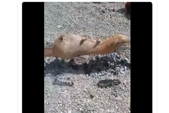 "Ne damo pečenje" "Ne damo pečenje"