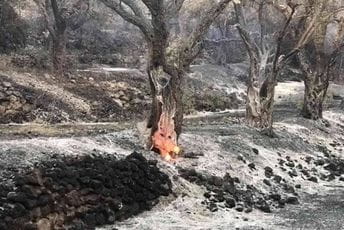U Mrkojevićima vatrena stihija uništila stotine stabala maslina (FOTO) U Mrkojevićima vatrena stihija uništila stotine stabala maslina (FOTO)
