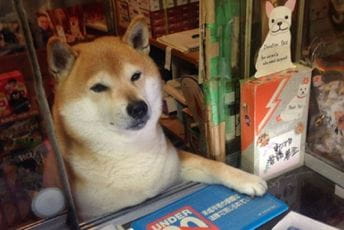 Japan: Pas godinama radio u kiosku, sad uživa u penziji Japan: Pas godinama radio u kiosku, sad uživa u penziji