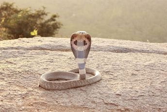 Građani u panici: Na ulicama potraga za odbjeglom kobrom Građani u panici: Na ulicama potraga za odbjeglom kobrom