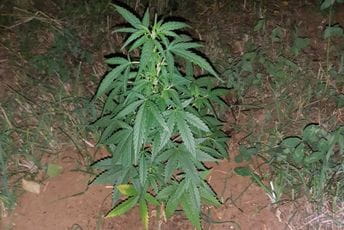 U Pljevljima uzgajali marihuanu U Pljevljima uzgajali marihuanu