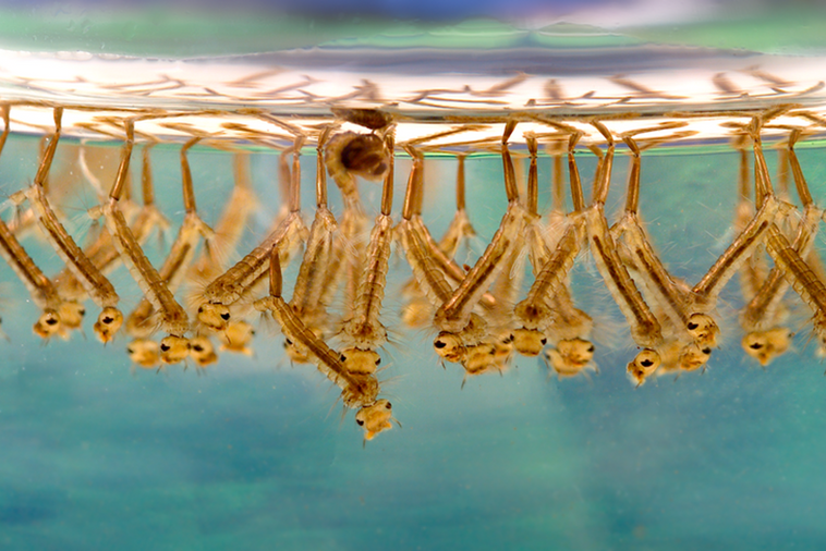 Svjetski dan komaraca upozorenje na bolesti koje prenose