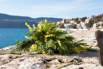 Fešta od mimoze počinje u subotu: Nevrijeme odgodilo otvaranje