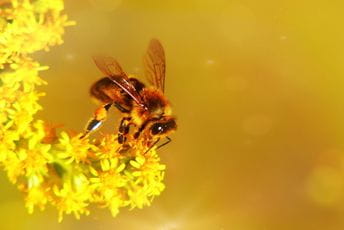 „Dani meda i zdrave hrane“ sjutra u Danilovgradu „Dani meda i zdrave hrane“ sjutra u Danilovgradu