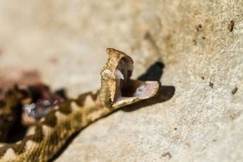 Podgorica: U šetnji sa djetetom naišao na poskoka Podgorica: U šetnji sa djetetom naišao na poskoka