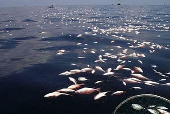 Formiraće novu radnu grupu za borbu protiv krivolova Formiraće novu radnu grupu za borbu protiv krivolova