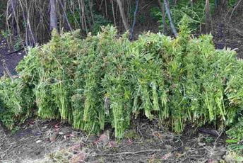 U Zeti otkrivena plantaža marihuane U Zeti otkrivena plantaža marihuane