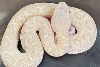 U Teksasu pronađena albino zvečarka U Teksasu pronađena albino zvečarka