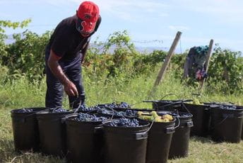 Očekuju 16 miliona kilograma vinskog grožđa Očekuju 16 miliona kilograma vinskog grožđa