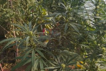 U Nikšiću pronađena marihuana, uhapšena jedna osoba U Nikšiću pronađena marihuana, uhapšena jedna osoba