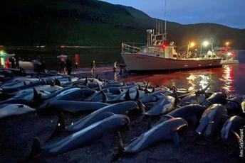 More oko Farskih ostrva ponovo crveno – ubijeno 1.500 delfina More oko Farskih ostrva ponovo crveno – ubijeno 1.500 delfina