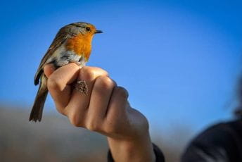 Na Marezi prstenovano 1.239 ptica Na Marezi prstenovano 1.239 ptica