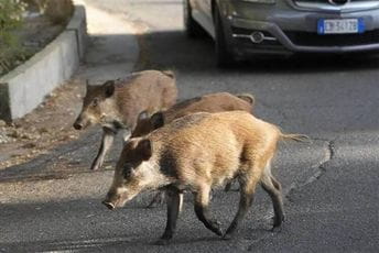 Divlje svinje okupirale Rim Divlje svinje okupirale Rim