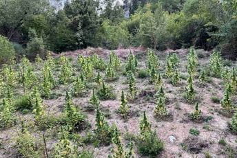 Otkrivena plantaža marihuane kod Budve Otkrivena plantaža marihuane kod Budve